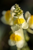 Biosphoto | 2546595 | Common toadflax (Linaria vulgaris) flower, Cotes-d'Armor, France | &copy; Marie Aymerez / Biosphoto
