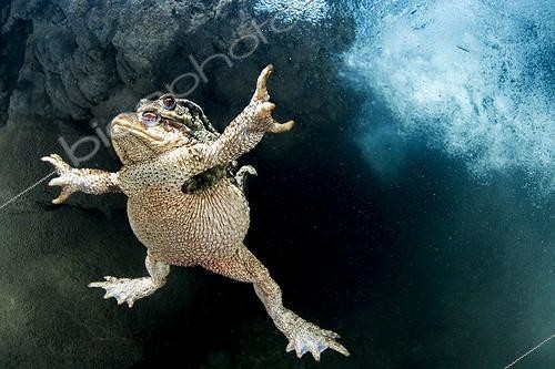 Biosphoto | 2057179 | Common toads mating underwater, Lez river, Hérault, France Honorary mention Oasis 2017 | &copy; Mathieu Foulquié / Biosphoto