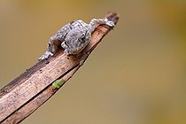 Biosphoto | 1249151 | Common Wall Gecko on a bamboo rod dryer France | &copy; Pascal Pittorino / Biosphoto