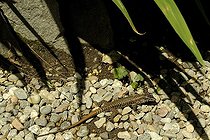 Biosphoto | 1233431 | Common Wall Lizard on an island in Lake Maggiore Italy | &copy; Claude Thouvenin / Biosphoto
