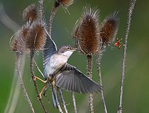 Biosphoto | 2427312 | Common Whitethroat (Sylvia communis) and Checkered Beetle (Trichodes alvearius), Regional Natural Park of Northern Vosges, France | &copy; Michel Rauch / Biosphoto