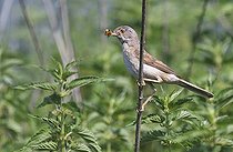 Biosphoto | 2166686 | Common Whitethroat (Sylvia communis) with a ladybug in its beak, Northern Vosges Regional Nature Park, France | &copy; Michel Rauch / Biosphoto