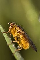 Biosphoto | 1527570 | Common Yellow Dung Fly or Golden Dung Fly (Scathophaga stercoraria) | &copy; Alfons Hauke / imageBROKER / Biosphoto