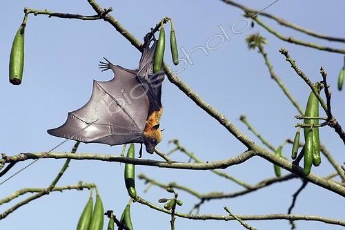 Biosphoto | 1109476 | Comoros Flying fox on Kapok tree Mayotte | &copy; Pierre Huguet-Dubief / Biosphoto