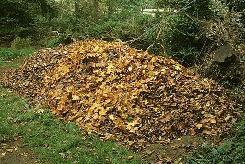 Biosphoto | 2143774 | Compost de feuilles en automne | &copy; Frédéric Didillon / Biosphoto