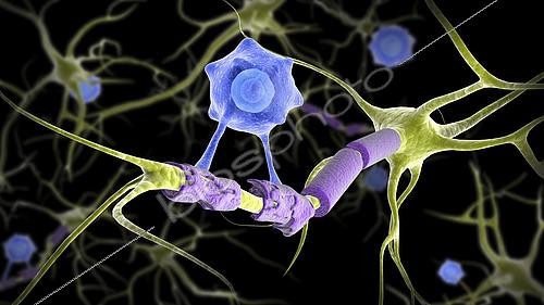 Biosphoto | 2475397 | Conceptual image of a multiple sclerosis neuron healed by a T-cell. | &copy; Stocktrek Images / Biosphoto