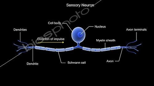 Biosphoto | 2475426 | Conceptual image of a sensory neuron. | &copy; Stocktrek Images / Biosphoto