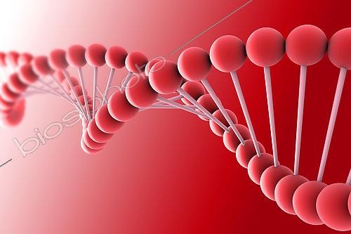 Biosphoto | 2474862 | Conceptual image of DNA. | &copy; Stocktrek Images / Biosphoto