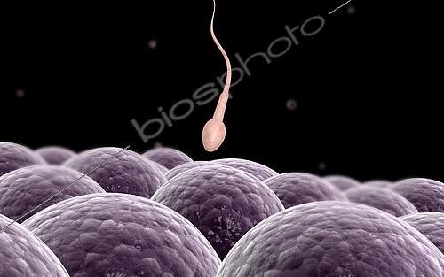 Biosphoto | 2474729 | Conceptual image of fertilization. | &copy; Stocktrek Images / Biosphoto