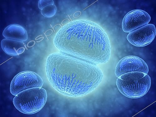 Biosphoto | 2474984 | Conceptual image of mitosis. Mitosis is the process in the cell cycle by which a cell duplicates into two genetically identical sets of chromosomes. | &copy; Stocktrek Images / Biosphoto