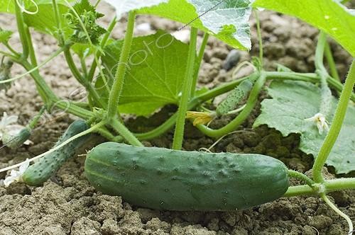 Biosphoto | 148855 | Concombre 'Bellando F1'  au jardin potager en été | &copy; Frédéric Didillon / Biosphoto