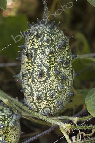 Biosphoto | 2545436 | Concombre cornu d'Afrique (Cucumis metuliferus), Kiwano | &copy; Alexandre Petzold / Biosphoto