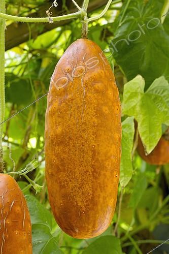 Biosphoto | 2409202 | Concombre de Sikkin (Cucumis sativus var. sikkimensis) | &copy; Frédéric Tournay / Biosphoto