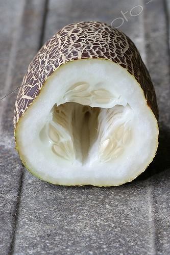 Biosphoto | 15292 | Concombre  Kaiser Alexander   Collection Jardins de Valmer ; Inventaire du Potager Conservatoire. Collection de cucurbitacées | &copy; MG de Saint Venant / Biosphoto