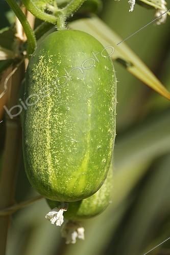 Biosphoto | 586732 | Concombre poilu agriculture biologique Vaucluse France | &copy; Pierre Huguet-Dubief / Biosphoto