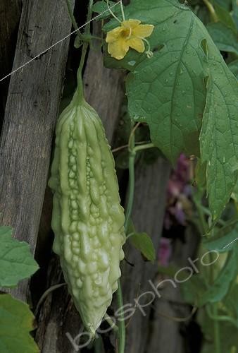 Biosphoto | 10189 | Concombre  Poire de merveille  sur plant France | &copy; Hervé Lenain / Biosphoto