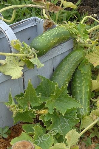 Biosphoto | 1226310 | Concombres dans un jardin potager en automne | &copy; Catherine Fruhinsholz / Biosphoto
