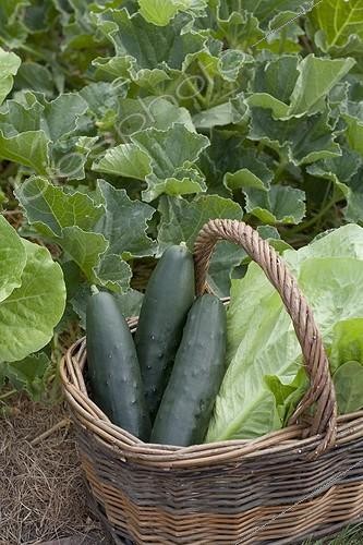 Biosphoto | 699004 | Concombres 'Noa' de culture biologique | &copy; NouN / Biosphoto