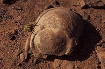 Biosphoto | 1250354 | Concretions in sandstone Arizona USA | &copy; Daniel Heuclin / Biosphoto