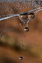 Biosphoto | 2459094 | Condensation sur une toile d'araignée dans une grotte des Vosges du Nord, Parc naturel régional des Vosges du Nord, France | &copy; Michel Rauch / Biosphoto