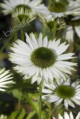 Biosphoto | 2032360 | Coneflower 'Virgin' in bloom in a garden | &copy; DIGIT images / Biosphoto