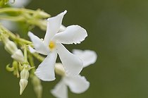 Biosphoto | 1249703 | Confederate jasmine in bloom in a garden | &copy; Frédéric Didillon / Biosphoto
