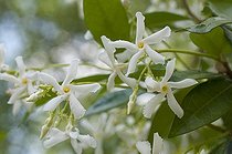Biosphoto | 1249706 | Confederate jasmine in bloom in a garden | &copy; Frédéric Didillon / Biosphoto