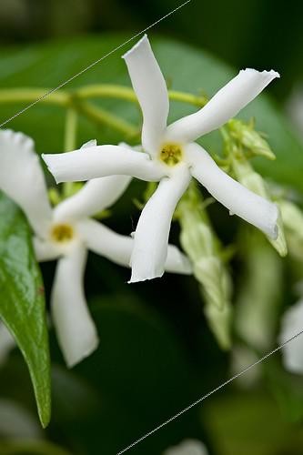 Biosphoto | 853549 | Confederate jasmine in bloom in a garden | &copy; Philippe Giraud / Biosphoto