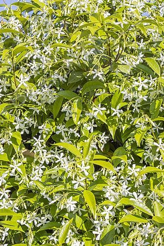 Biosphoto | 2600228 | Confederate jasmine, Trachelospermum jasminoides, in bloom | &copy; Alain Kubacsi / Biosphoto