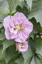 Biosphoto | 2546755 | Confederate rose, Hibiscus mutabilis 'Futuna', flowers | &copy; Jean-Michel Groult / Biosphoto