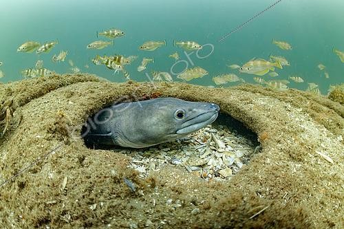 Biosphoto | 2607111 | Conger (Conger conger) sticking its head out of a hole in the hull of a wreck, Oleron island, Atlantic Oocean, France | &copy; Bruno Guénard / Biosphoto