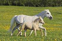 Biosphoto | 1518604 | Connemara colt together with his mother | &copy; Manfred Grebler / imageBROKER / Biosphoto