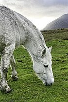 Biosphoto | 1443667 | Connemara pony, County Galway, Republic of Ireland, Europe | &copy; Paul Mayall / imageBROKER / Biosphoto