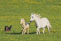 Biosphoto | 1483196 | Connemara pony foal together with his broodmare | &copy; Manfred Grebler / imageBROKER / Biosphoto