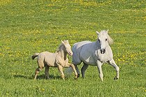 Biosphoto | 1521719 | Connemara pony foal together with his broodmare | &copy; Manfred Grebler / imageBROKER / Biosphoto