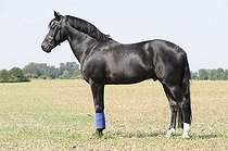 Biosphoto | 1492433 | Connemara pony, stallion, black, standing | &copy; Marion Fichter / imageBROKER / Biosphoto
