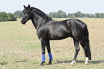 Biosphoto | 1524063 | Connemara stallion, black, standing | &copy; Marion Fichter / imageBROKER / Biosphoto