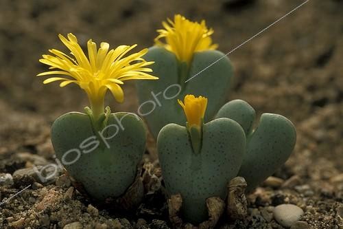 Biosphoto | 21373 | Conophytum en fleur ; Conophytum bulbosum. Jardin Botanique de Lyon. Origine: Afrique du sud. | &copy; Fred Muller / Biosphoto