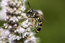 Biosphoto | 2166821 | Conopoide mimic hoverfly (Ceriana conopsoides) on flower, Regional Natural Park of Northern Vosges, France | &copy; Michel Rauch / Biosphoto
