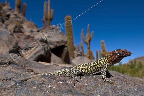 Biosphoto | 2033853 | Constanza's tree Iguana on rock - Oasis Guattin Chile | &copy; Daniel Heuclin / Biosphoto