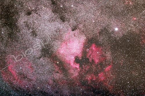 Biosphoto | 2617323 | Constellation Cygnus. North America Nebula. The bright star is Deneb. Eastern region of Esternay, Marne. France. | &copy; Christophe  Lehénaff / Biosphoto
