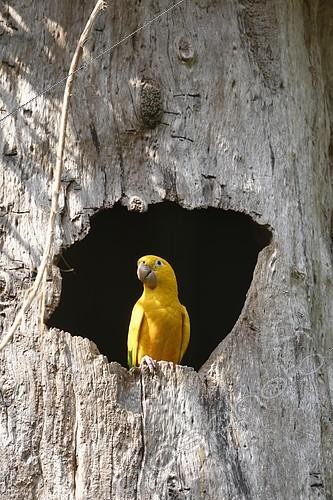 Biosphoto | 2138550 | Conure dorée (Guaruba guarouba) à l'entrée d'une cavité dans un tronc, Parc national d'Iguazu, Brésil | &copy; GTW / imageBROKER / Biosphoto