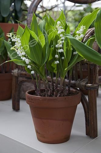 Biosphoto | 2539249 | Convallaria majalis Bordeaux | &copy; Visions Pictures / Biosphoto