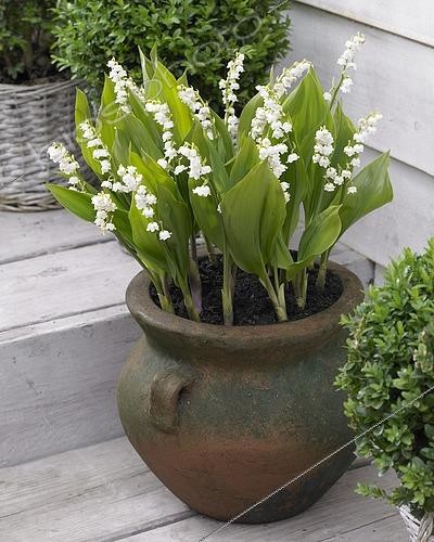 Biosphoto | 2552804 | Convallaria majalis Bordeaux | &copy; Visions Pictures / Biosphoto