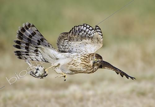 Biosphoto | 2413683 | Cooper's Hawk (Accipiter cooperii) flying, Texas, USA | &copy; Alan Murphy / BIA / Biosphoto