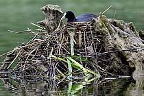 Biosphoto | 2609614 | Coot (Fulica atra) incubating in the nest, natural area of Alan, Doubs, France. | &copy; Dominique Delfino / Biosphoto