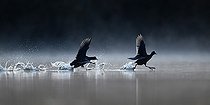 Biosphoto | 2469072 | Coot (Fulica atra) running on water to mark territory, Vosges, France. | &copy; Cédric Join / Biosphoto