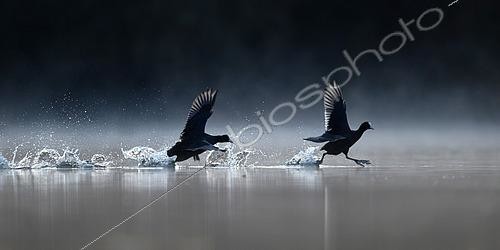 Biosphoto | 2469072 | Coot (Fulica atra) running on water to mark territory, Vosges, France. | &copy; Cédric Join / Biosphoto