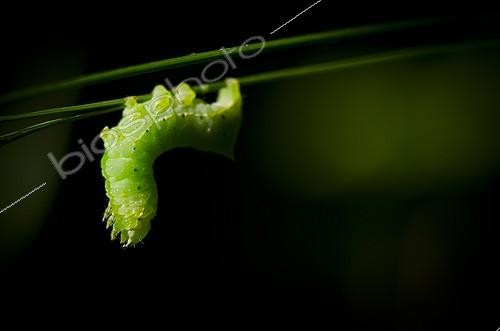 Biosphoto | 2027418 | Copper Underwing caterpillar - Burgundy France | &copy; Anne Claire Monna / Biosphoto