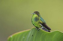 Biosphoto | 1199470 | Coppery-headed Emerald (Elvira cupreiceps), male perched on banana leaf, Central Valley, Costa Rica, Central America | &copy; Rolf Nussbaumer / imageBROKER / Biosphoto